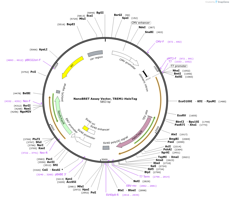 238718-plasmid-map-sequence-id-479791