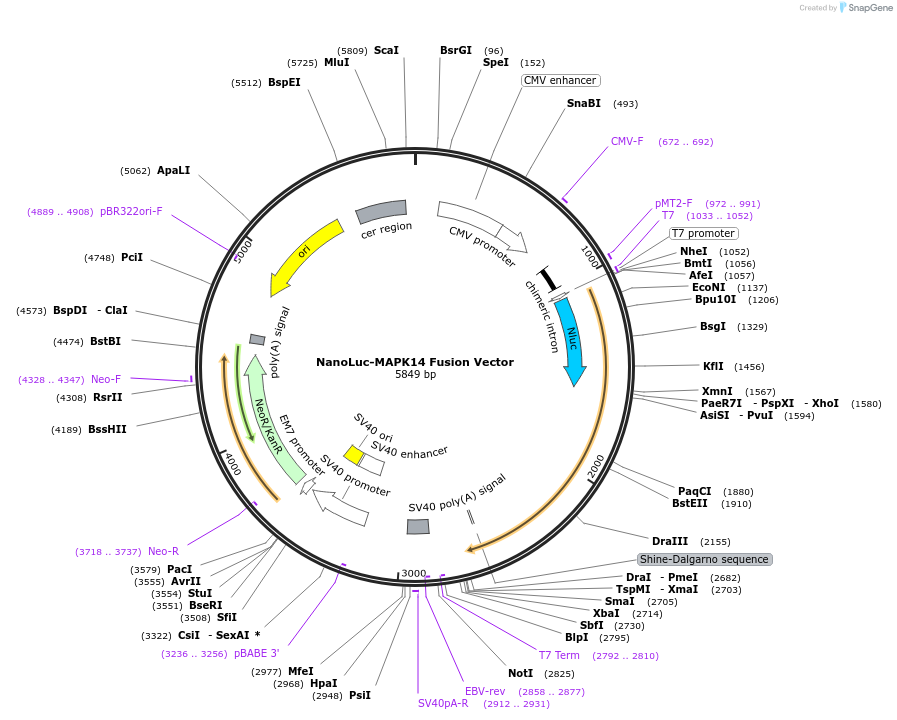238864-plasmid-map-sequence-id-479793