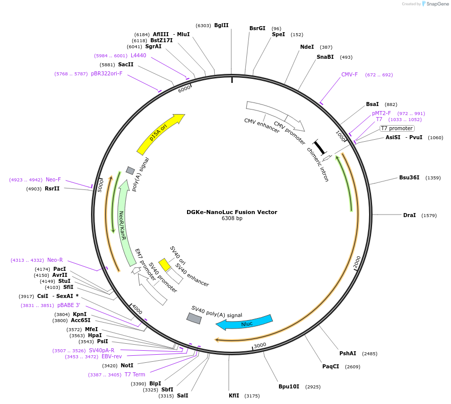 238855-plasmid-map-sequence-id-479794