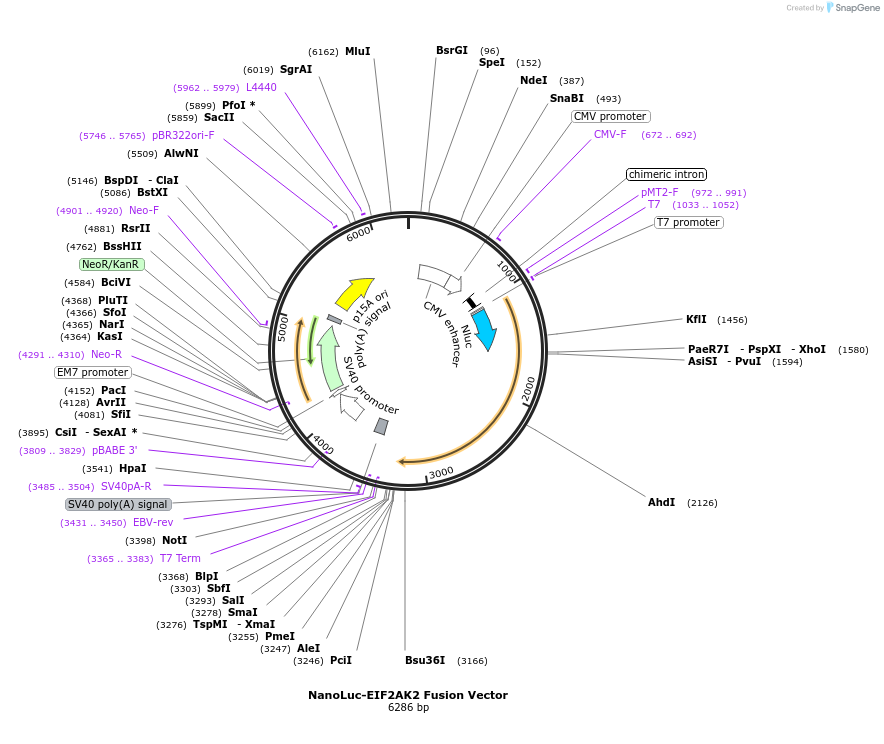 238858-plasmid-map-sequence-id-479795