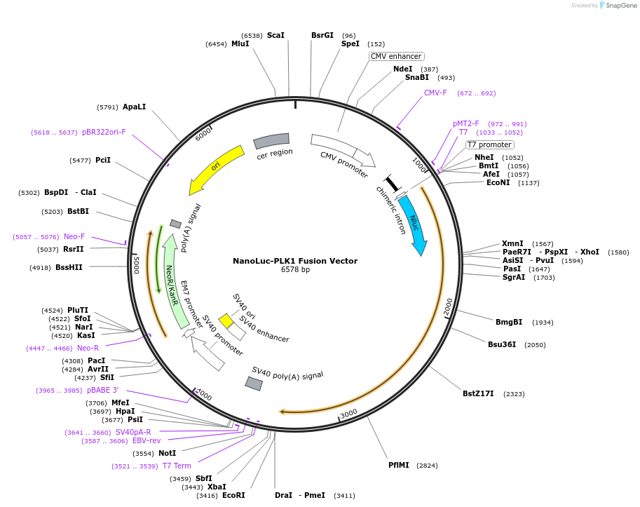 238875-plasmid-map-sequence-id-479796