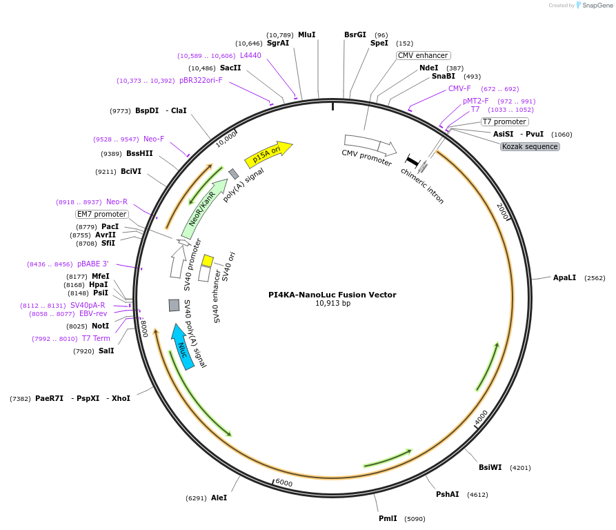 238873-plasmid-map-sequence-id-479797
