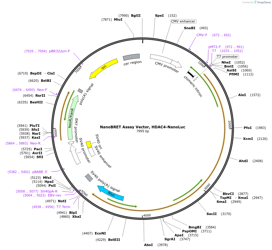 238709-plasmid-map-sequence-id-479798