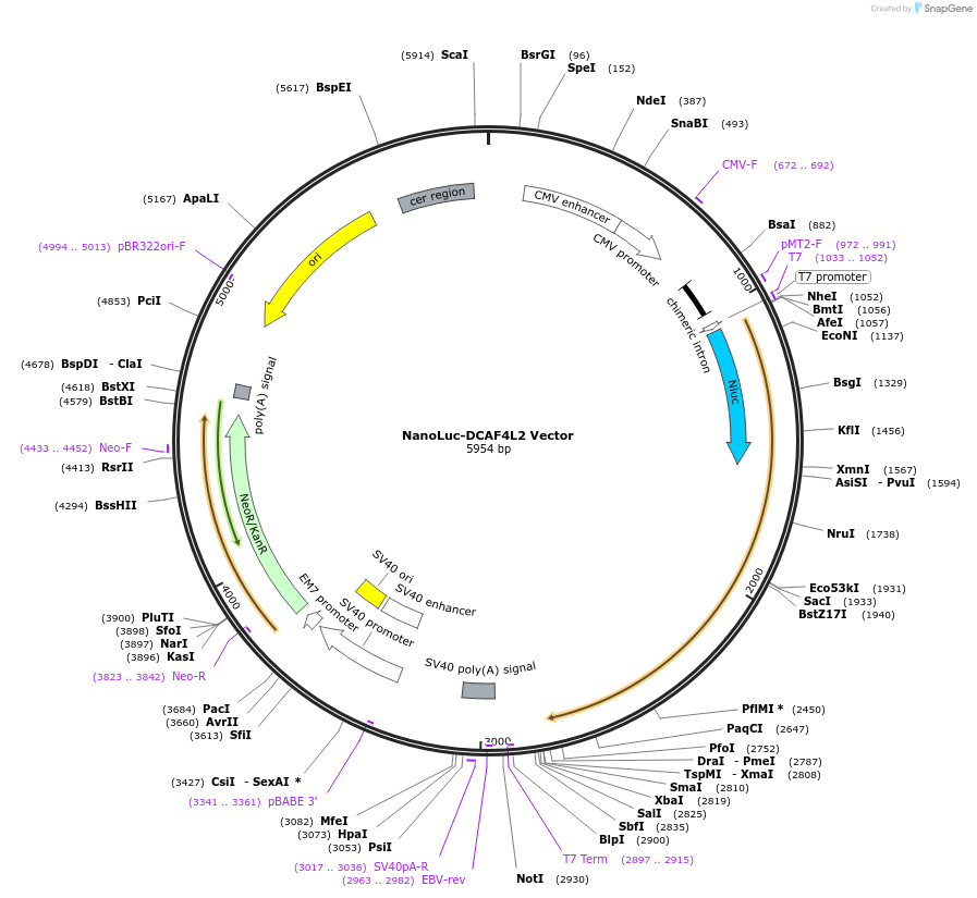 238708-plasmid-map-sequence-id-479799