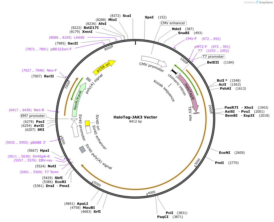 238701-plasmid-map-sequence-id-479800