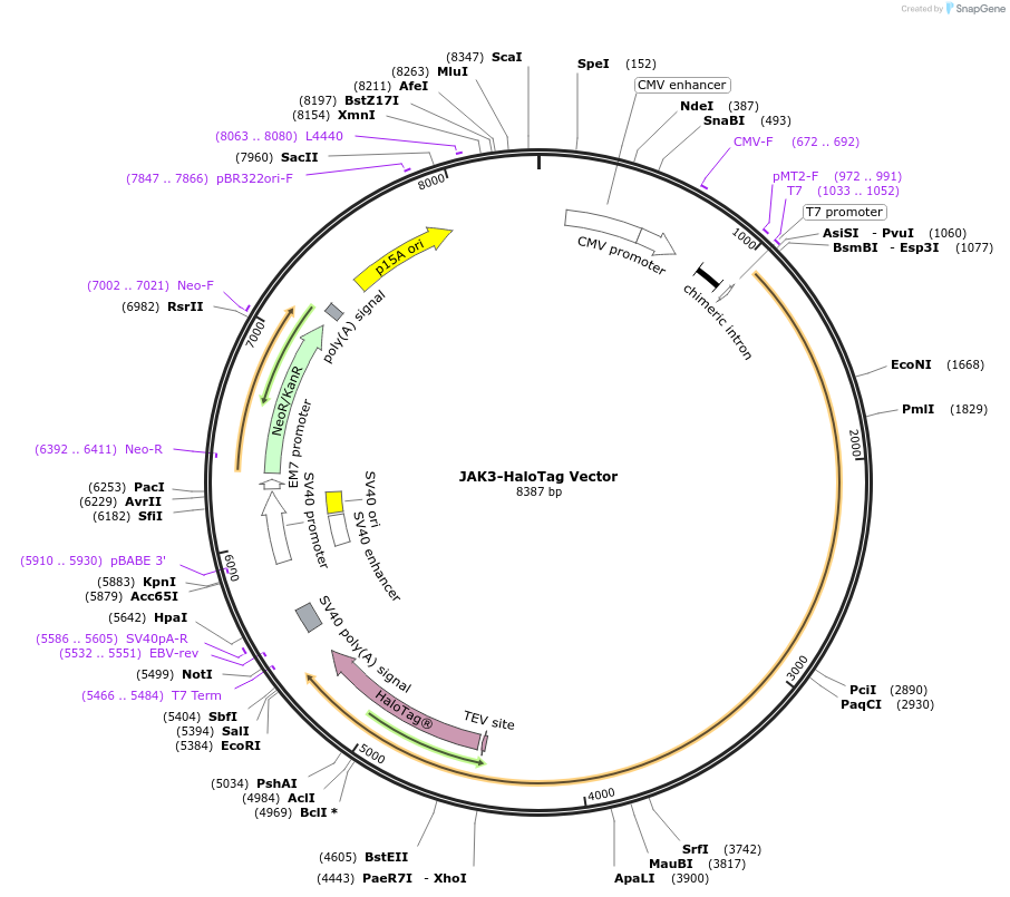 238700-plasmid-map-sequence-id-479801