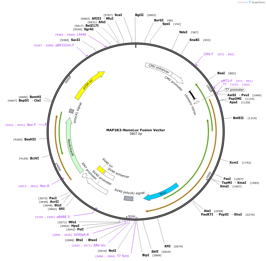 238877-plasmid-map-sequence-id-479802
