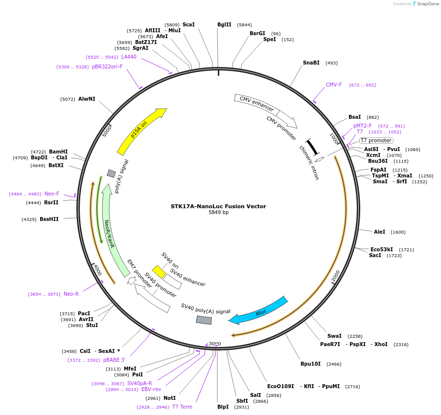 238853-plasmid-map-sequence-id-479803