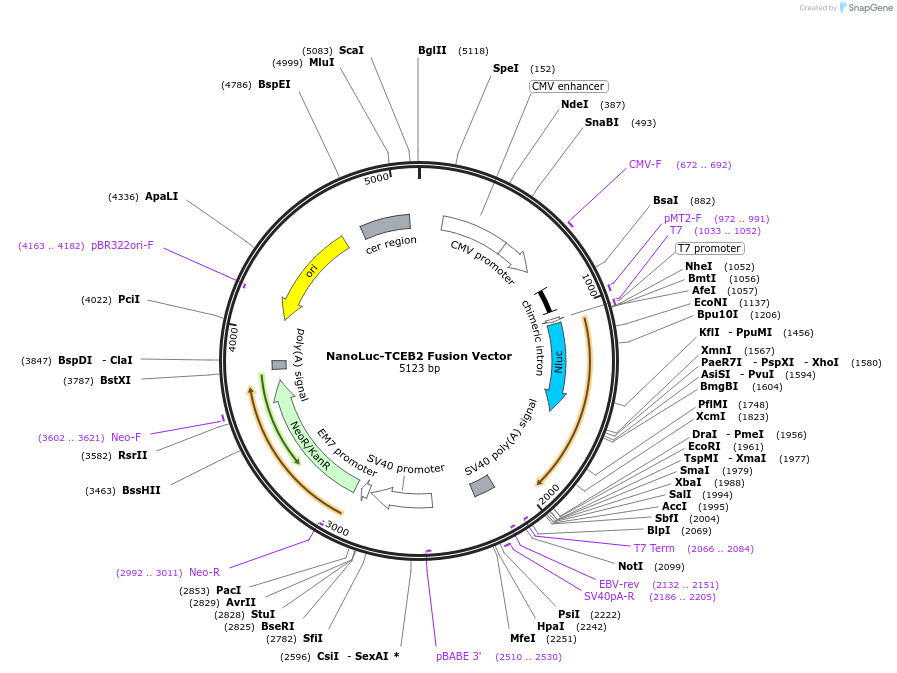238734-plasmid-map-sequence-id-479804