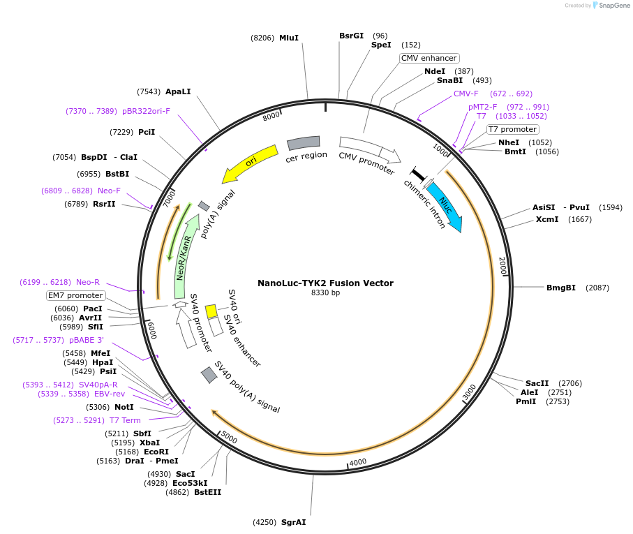 238843-plasmid-map-sequence-id-479805