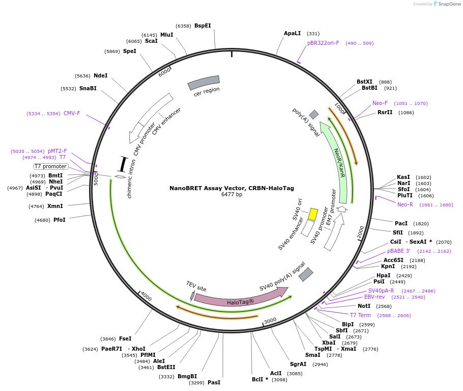 238751-plasmid-map-sequence-id-479806