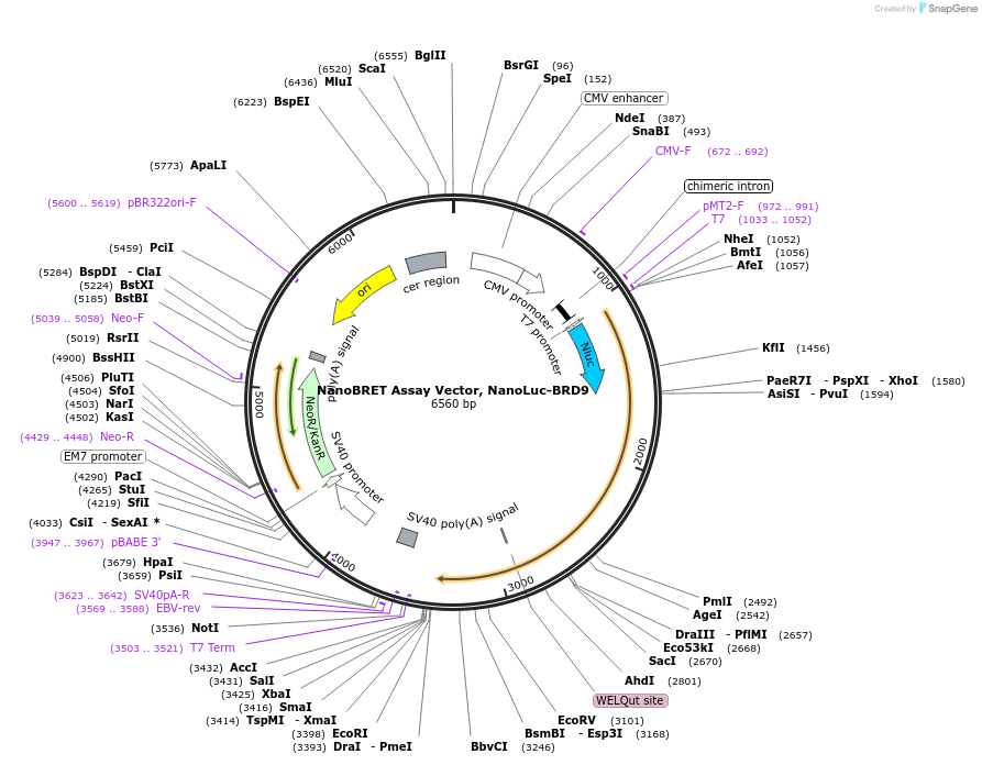 238753-plasmid-map-sequence-id-479807