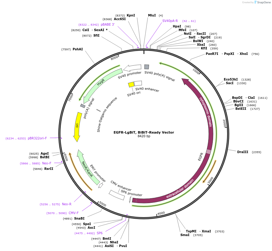238755-plasmid-map-sequence-id-479808