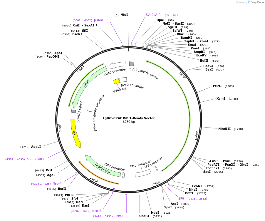 238758-plasmid-map-sequence-id-479809