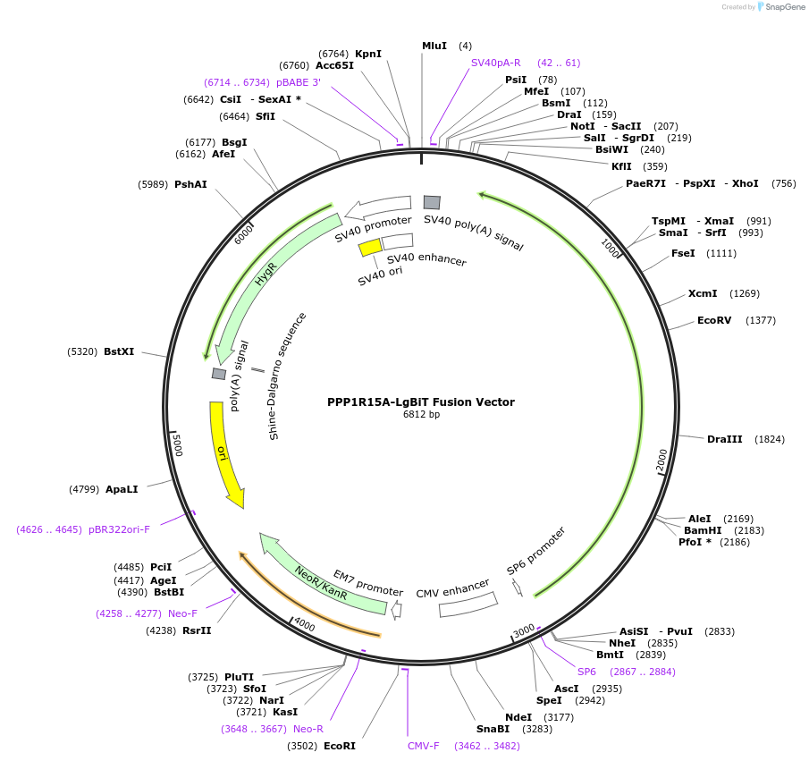 238759-plasmid-map-sequence-id-479810