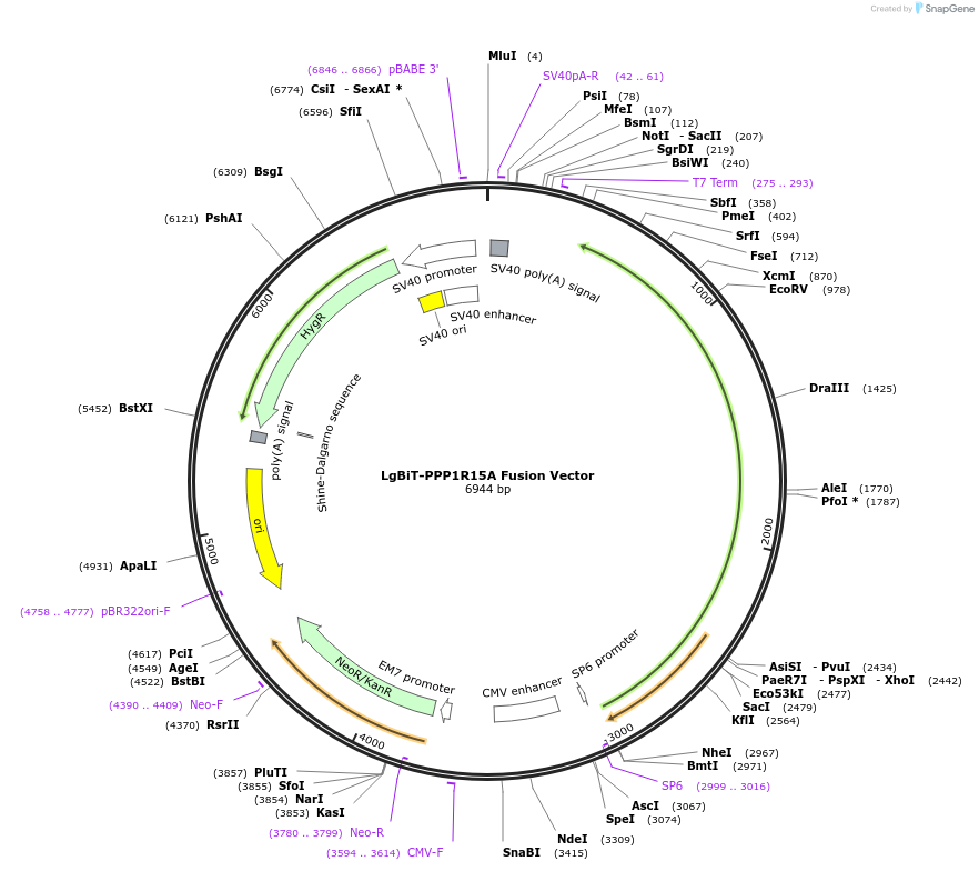 238760-plasmid-map-sequence-id-479811