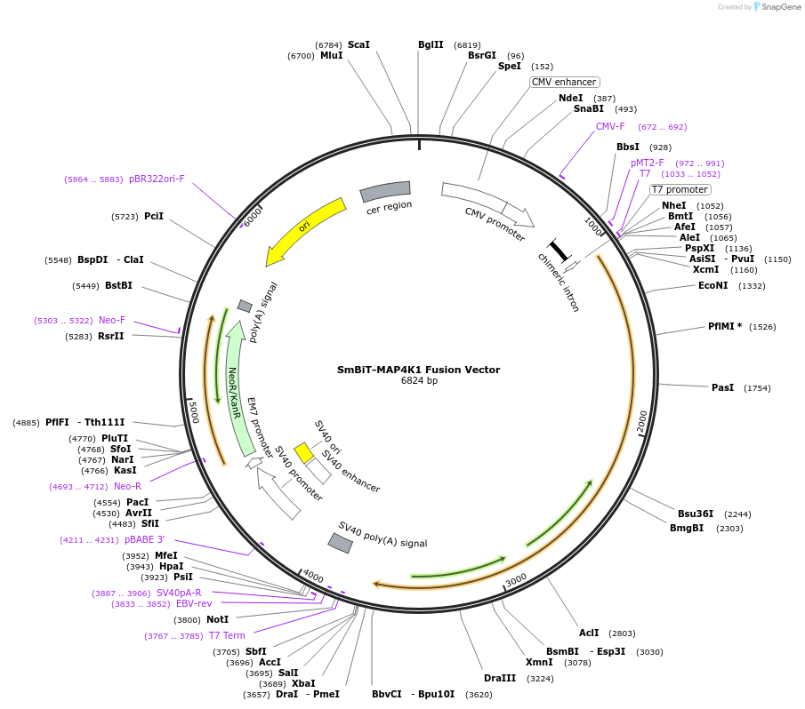 238764-plasmid-map-sequence-id-479812
