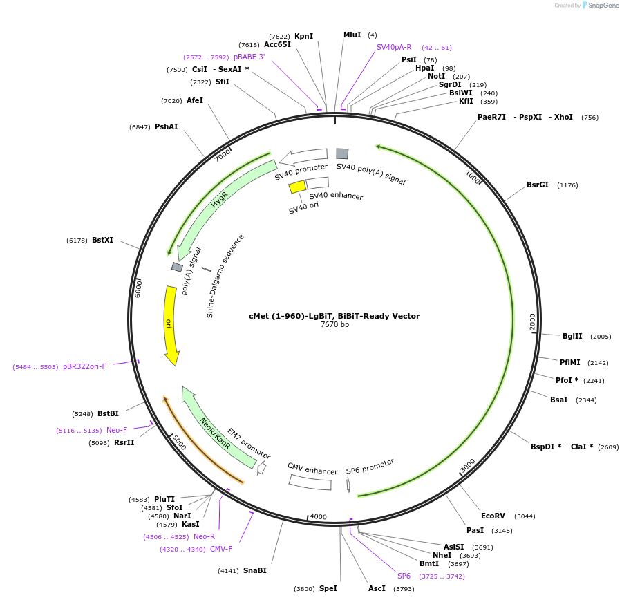 238769-plasmid-map-sequence-id-479813