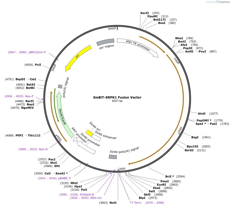 238774-plasmid-map-sequence-id-479814