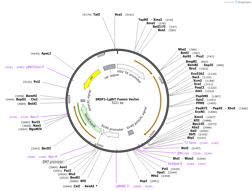 238775-plasmid-map-sequence-id-479815