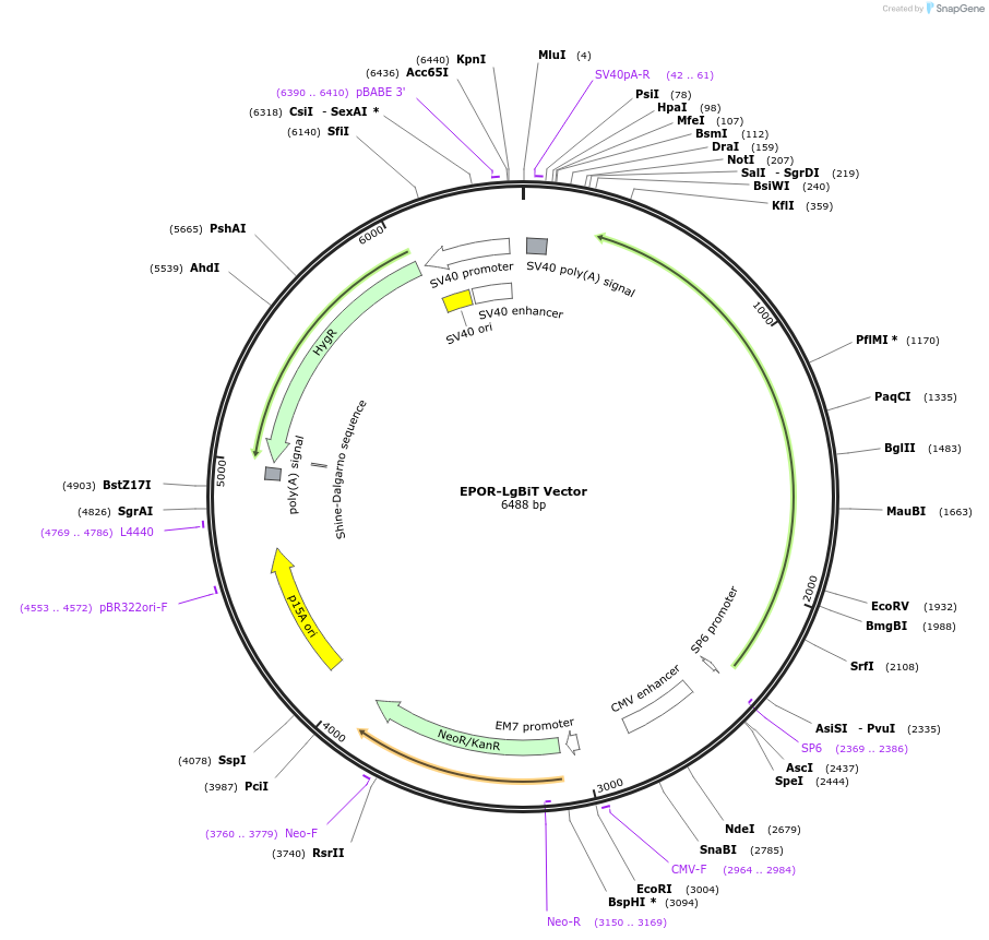 238778-plasmid-map-sequence-id-479816