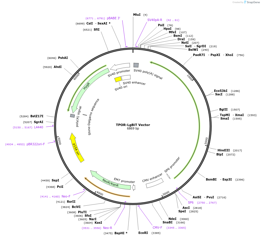 238781-plasmid-map-sequence-id-479817