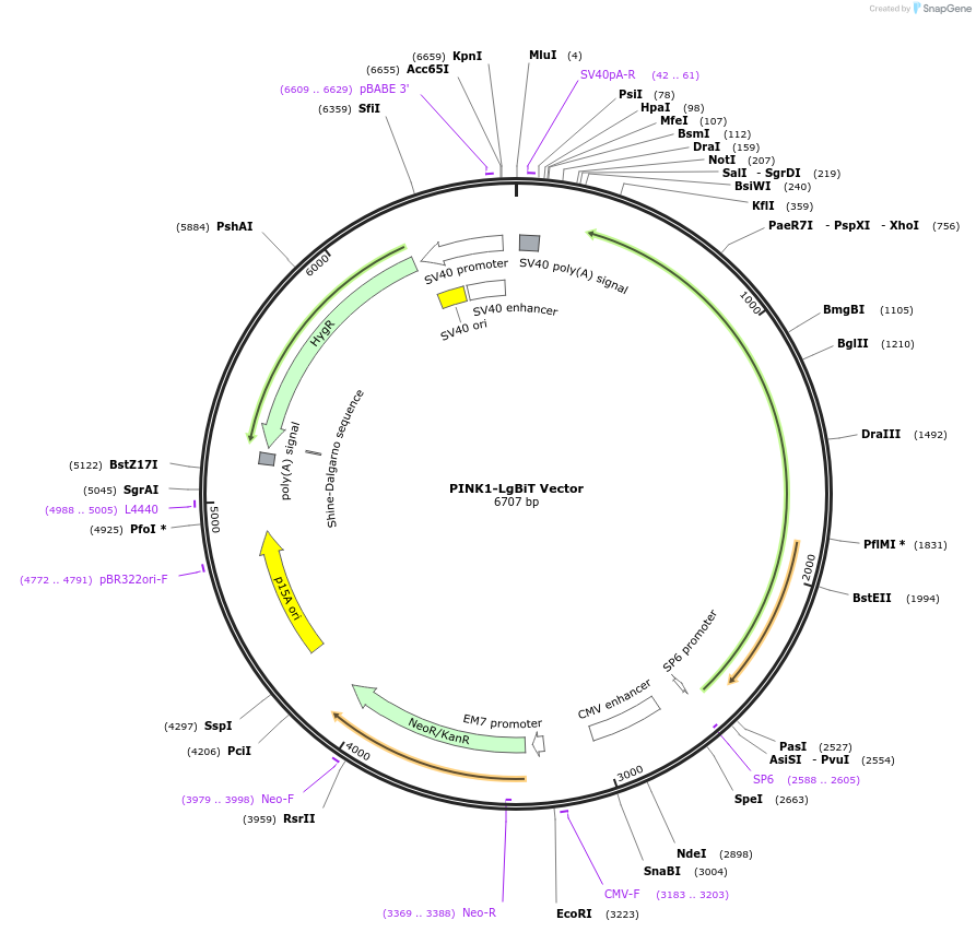 238783-plasmid-map-sequence-id-479818