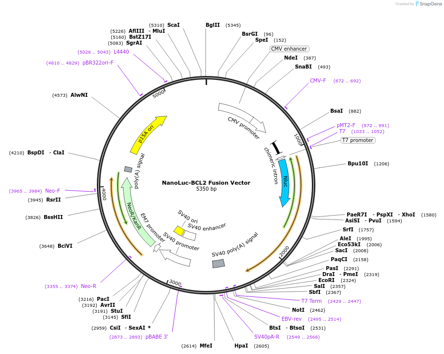 238866-plasmid-map-sequence-id-479819