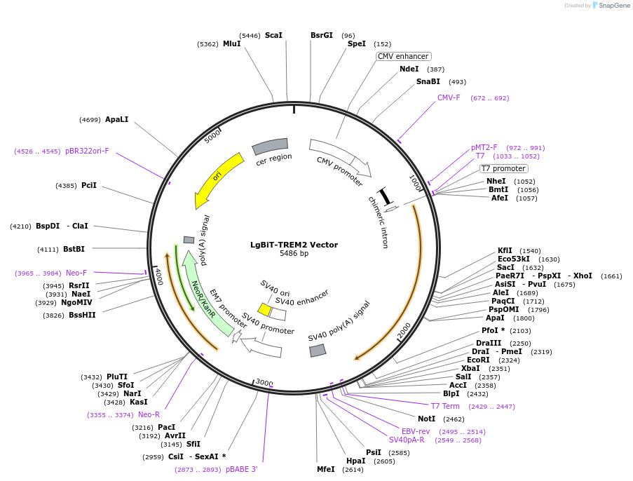 238785-plasmid-map-sequence-id-479820