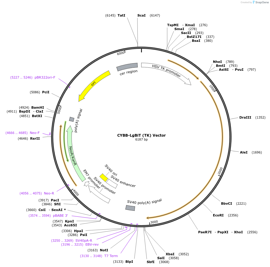 238786-plasmid-map-sequence-id-479821