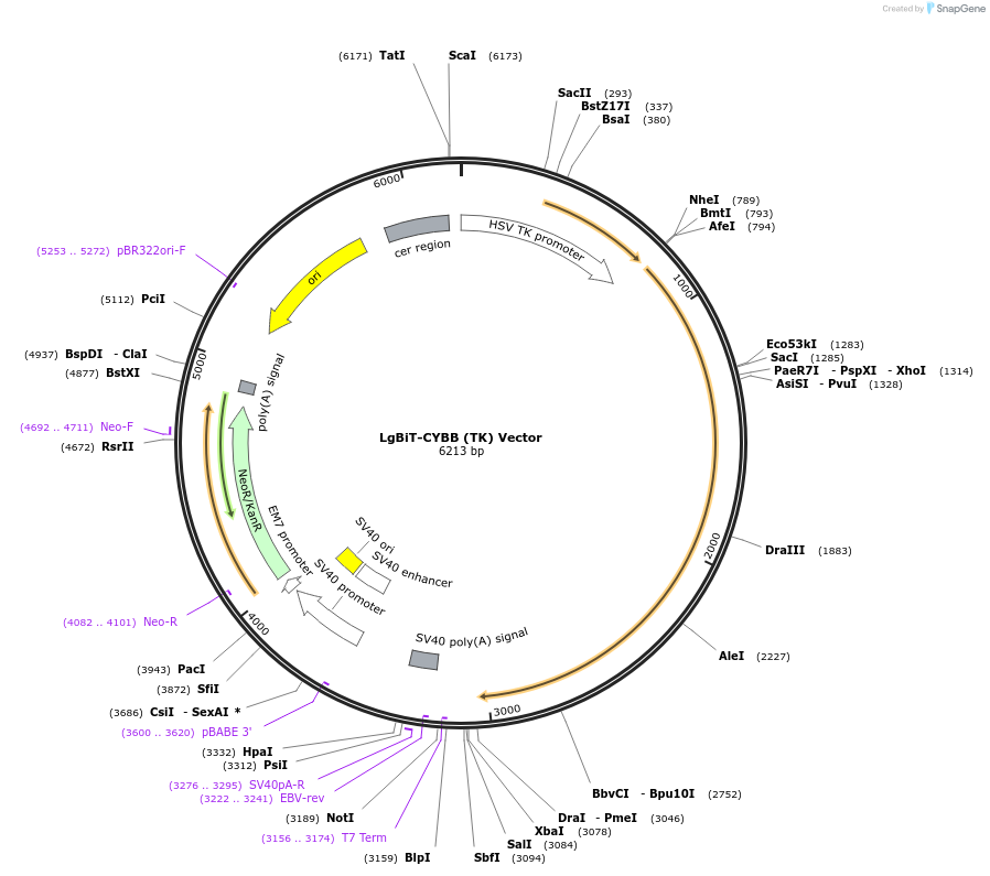 238787-plasmid-map-sequence-id-479822