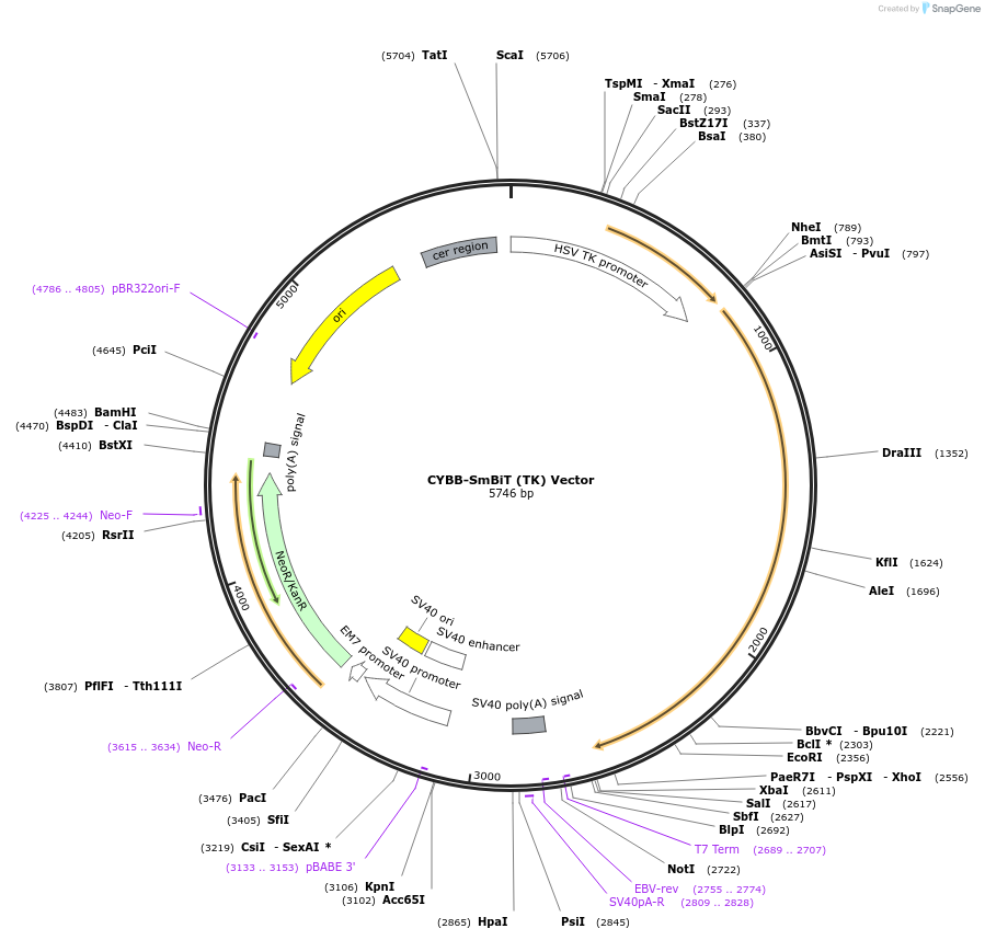 238788-plasmid-map-sequence-id-479823
