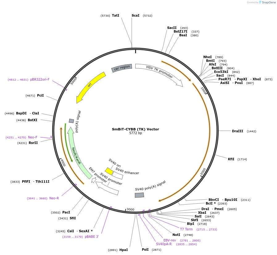 238789-plasmid-map-sequence-id-479824