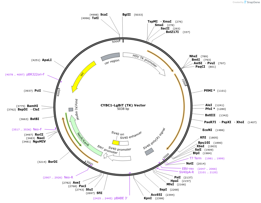 238790-plasmid-map-sequence-id-479825