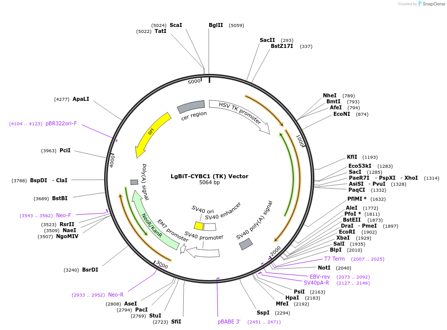 238791-plasmid-map-sequence-id-479826