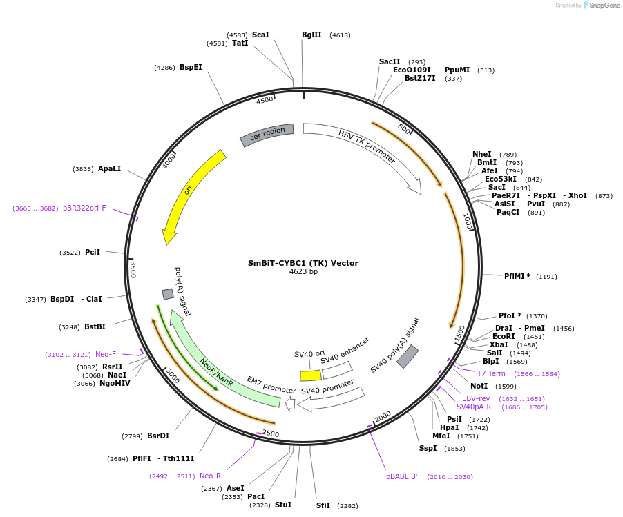 238793-plasmid-map-sequence-id-479827