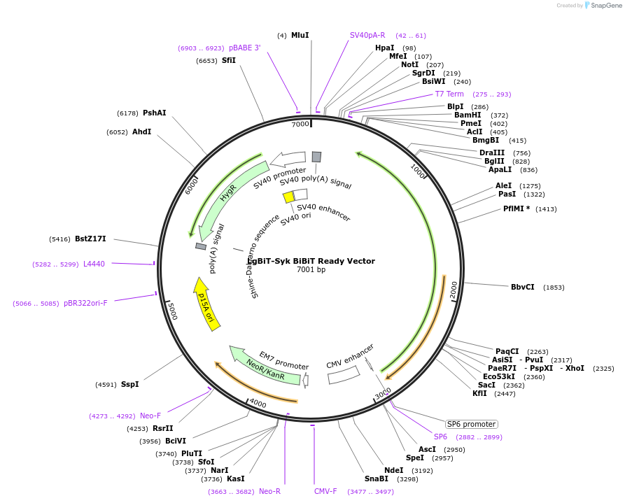 238796-plasmid-map-sequence-id-479828