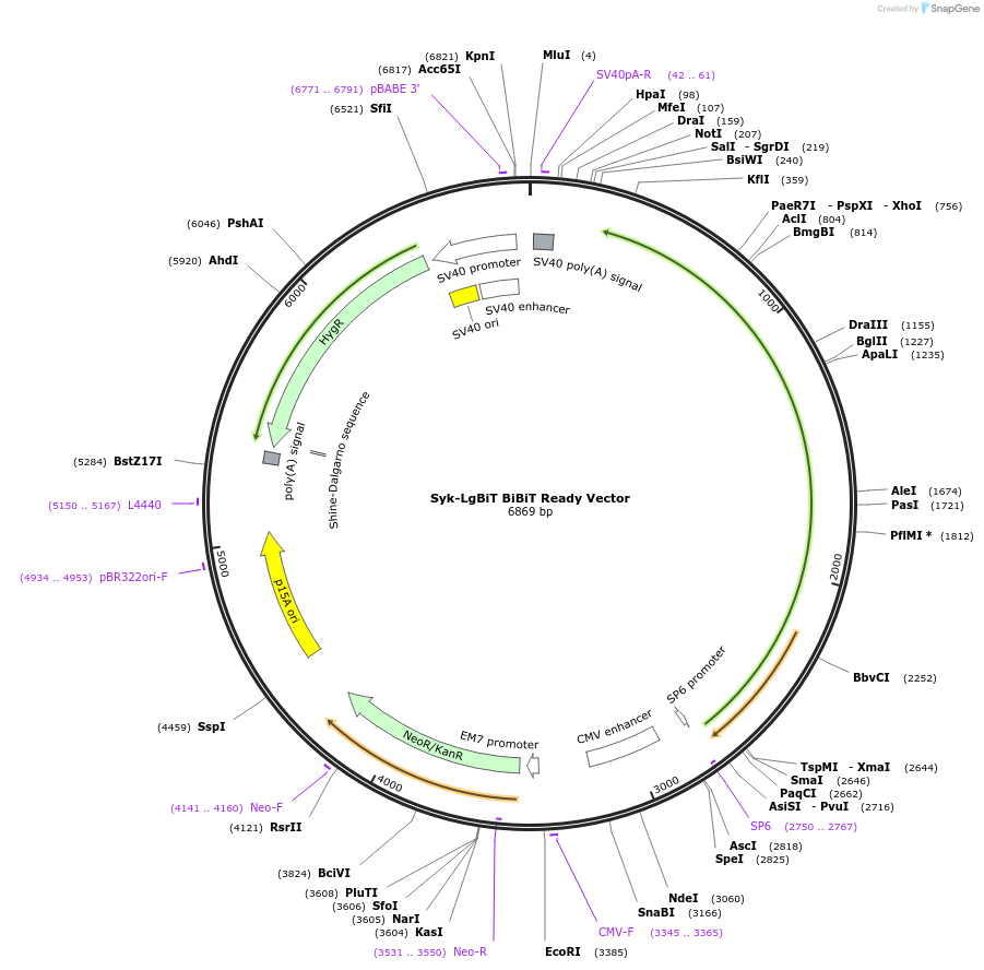 238798-plasmid-map-sequence-id-479830