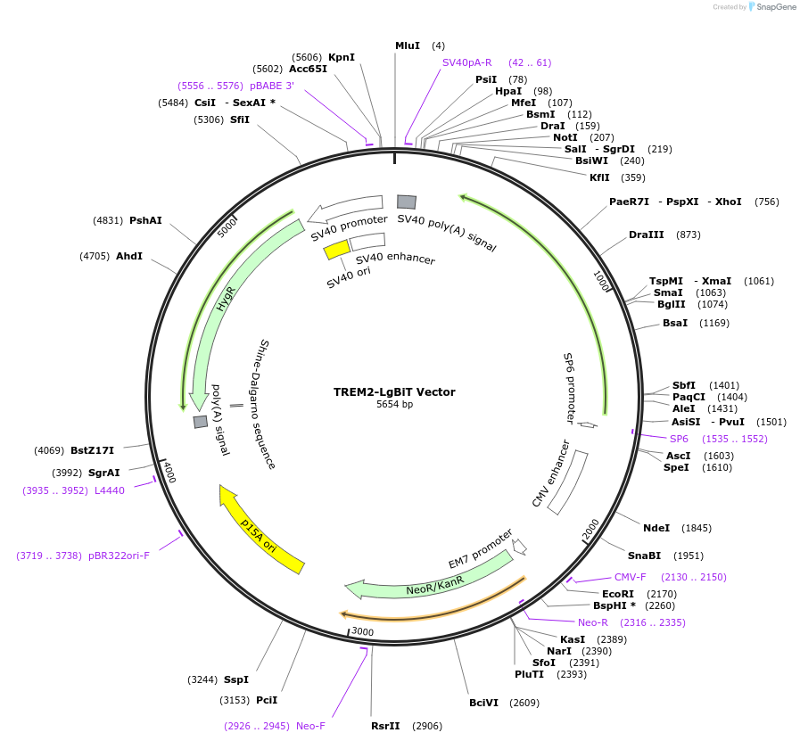 238802-plasmid-map-sequence-id-479832