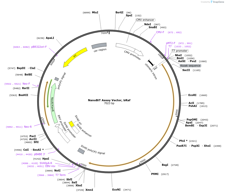 238803-plasmid-map-sequence-id-479833