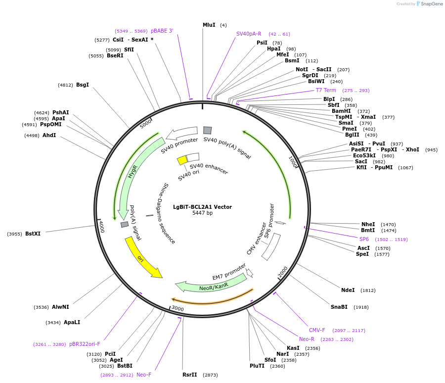 238805-plasmid-map-sequence-id-479834
