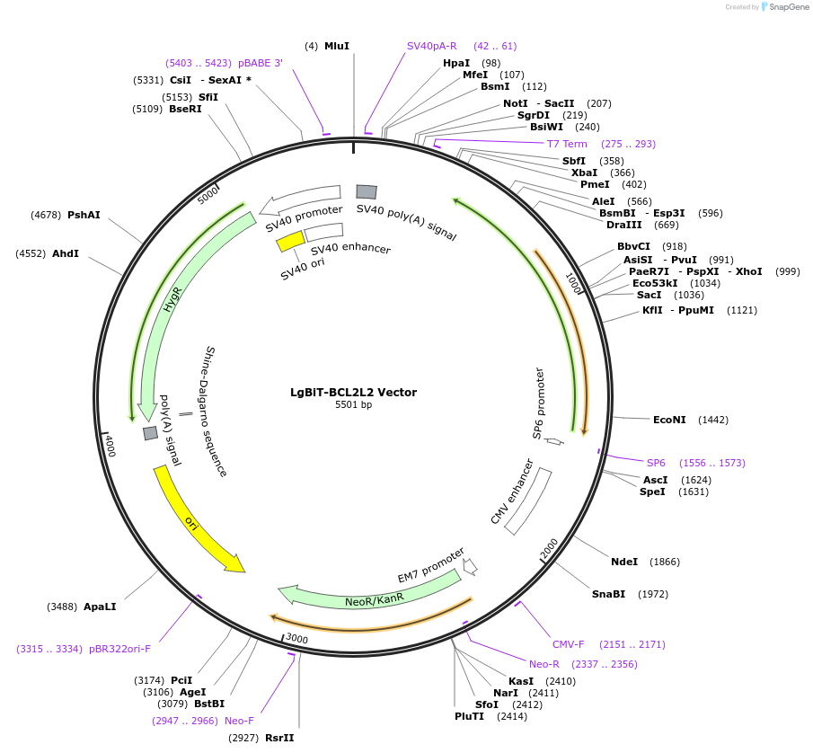 238806-plasmid-map-sequence-id-479835