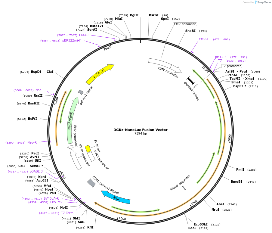 238865-plasmid-map-sequence-id-479836