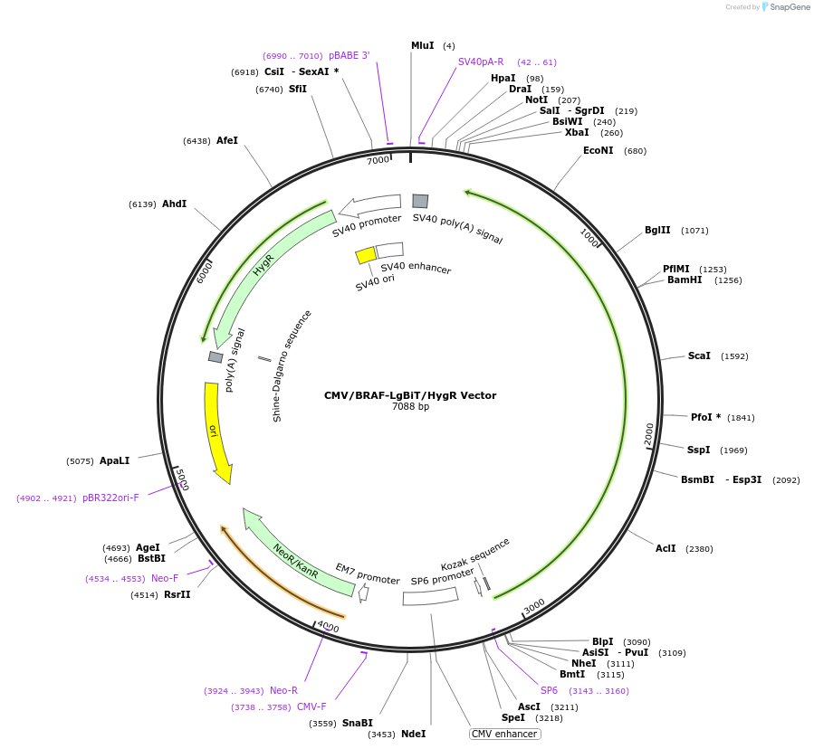 238814-plasmid-map-sequence-id-479837
