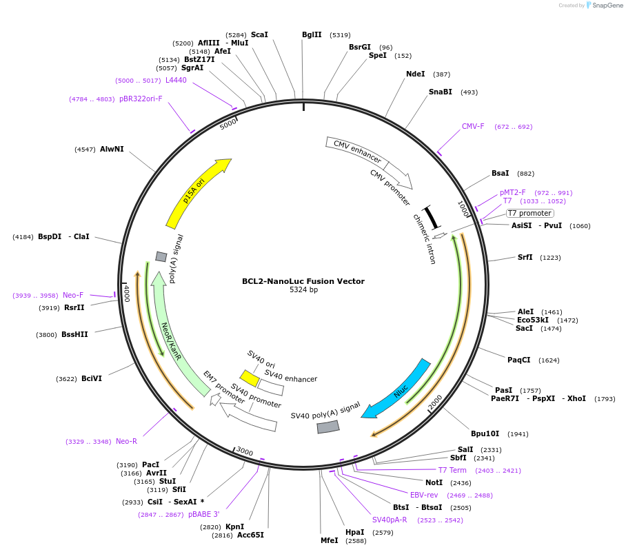 238867-plasmid-map-sequence-id-479838