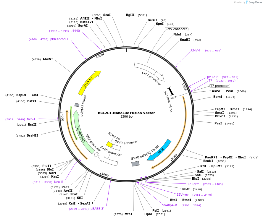 238868-plasmid-map-sequence-id-479839