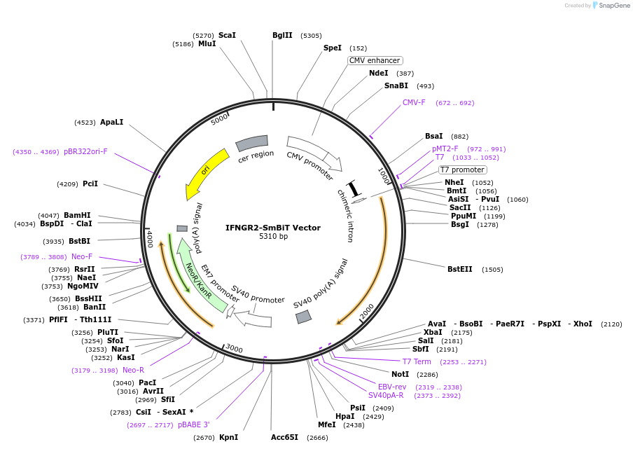 238817-plasmid-map-sequence-id-479840
