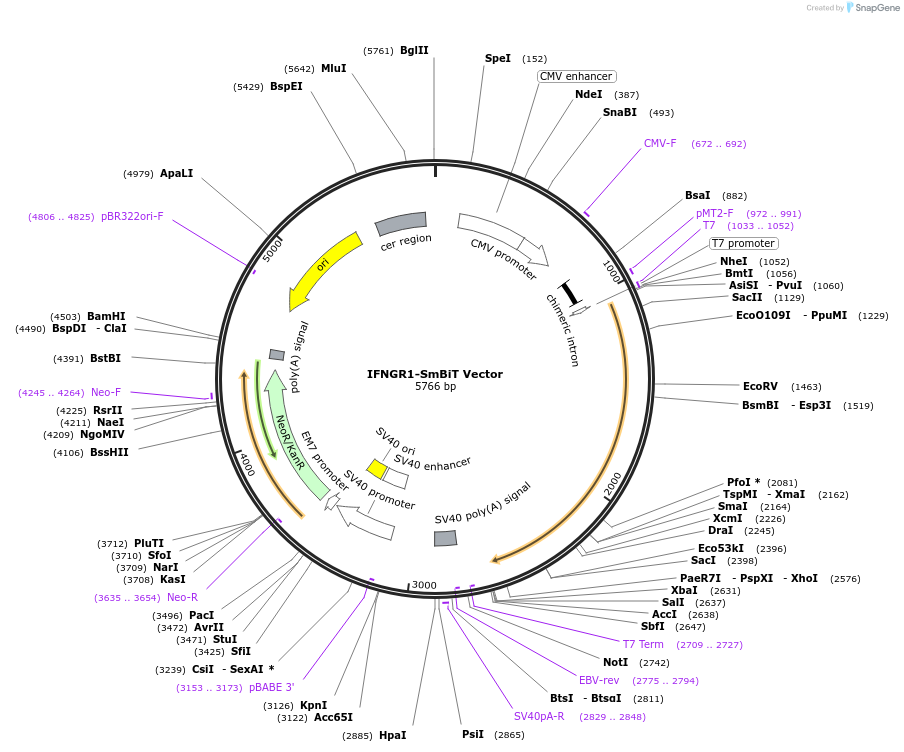 238819-plasmid-map-sequence-id-479841