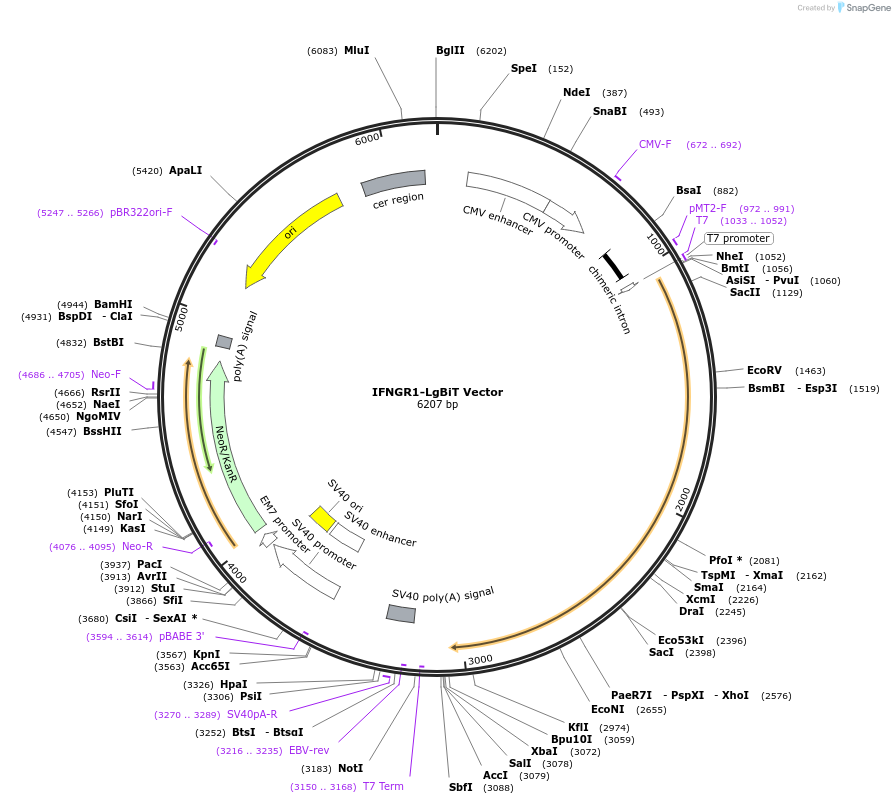 238820-plasmid-map-sequence-id-479842