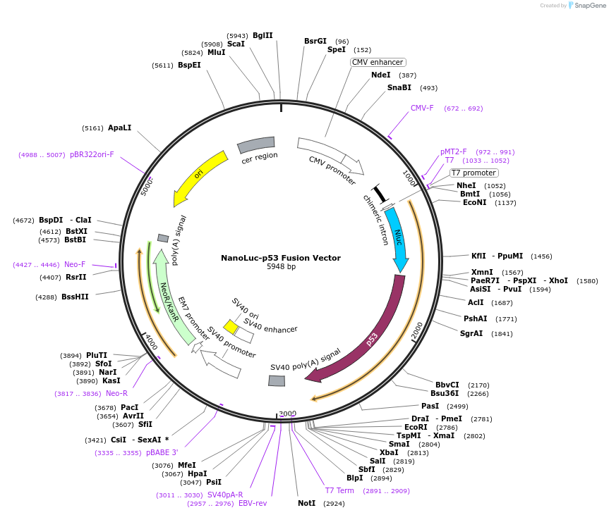 238870-plasmid-map-sequence-id-479843